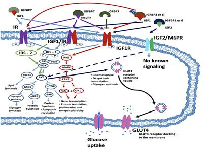 Insulin Signaling as a Key Moderator in Myotonic Dystrophy Type 1